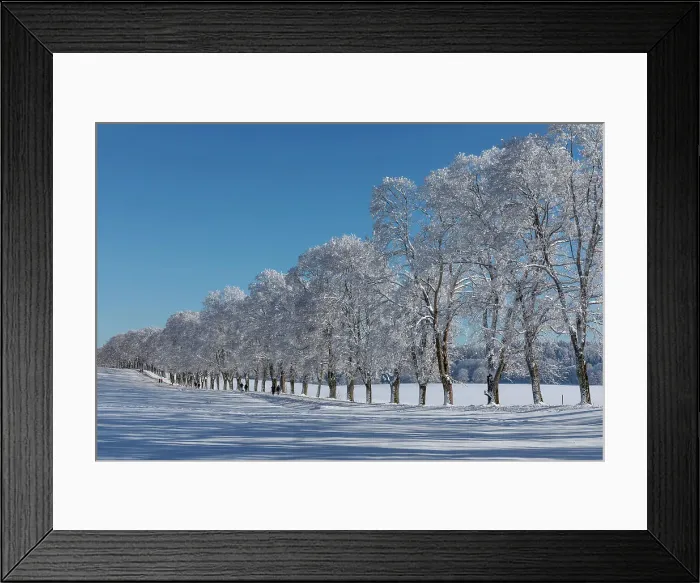 Framed Print : Tree alley St. Johann, Swabian Jura, Baden-Wurttemberg, Germany