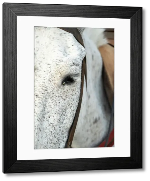 Framed Print : Mules / horses at the Harbour of Hydra Town, Hydra (Ydra), Saronic Islands, Greece Framed Print : Mules / horses at the Harbour of Hydra Town, Hydra (Ydra), Saronic Islands, Greece