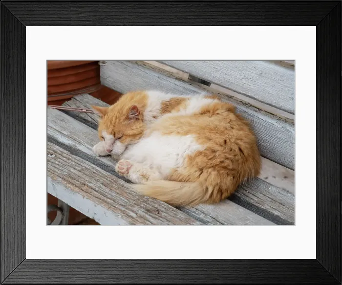 Framed Print : Sleeping cat, Hydra Town, Hydra (Ydra), Saronic Islands, Greece Framed Print : Sleeping cat, Hydra Town, Hydra (Ydra), Saronic Islands, Greece