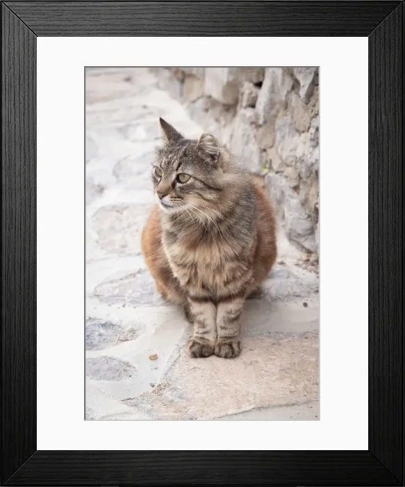 Framed Print : Cat, Hydra Town, Hydra (Ydra), Saronic Islands, Greece Framed Print : Cat, Hydra Town, Hydra (Ydra), Saronic Islands, Greece