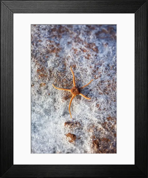 Framed Print : starfish on Ice on the beach surounding Siorapaluk or Hiurapaluk is a settlement in the Qaanaaq area of the Avannaata municipality in northern Greenland Framed Print : starfish on Ice on the beach surounding Siorapaluk or Hiurapaluk is a settlement in the Qaanaaq area of the Avannaata municipality in northern Greenland