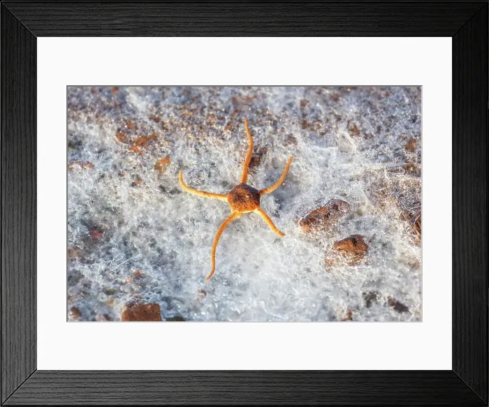 Framed Print : starfish on Ice on the beach surounding Siorapaluk or Hiurapaluk is a settlement in the Qaanaaq area of the Avannaata municipality in northern Greenland Framed Print : starfish on Ice on the beach surounding Siorapaluk or Hiurapaluk is a settlement in the Qaanaaq area of the Avannaata municipality in northern Greenland