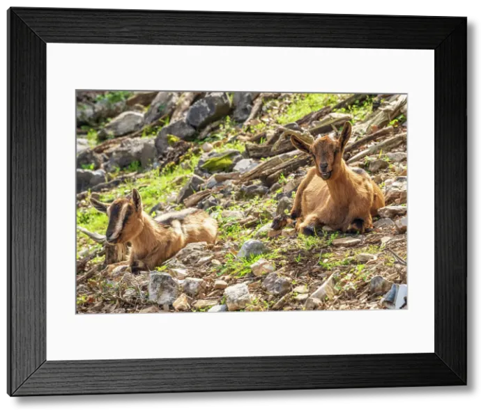 Framed Print : Europe, Italy, Liguria. Palmaria island's goats Framed Print : Europe, Italy, Liguria. Palmaria island's goats