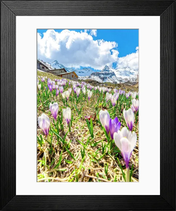 Framed Print : Blooming crocus flowers on a mountain meadow at spring, Alpe Morone, Campodolcino, Valle Spluga, Valtellina, Lombardy, Italy Framed Print : Blooming crocus flowers on a mountain meadow at spring, Alpe Morone, Campodolcino, Valle Spluga, Valtellina, Lombardy, Italy