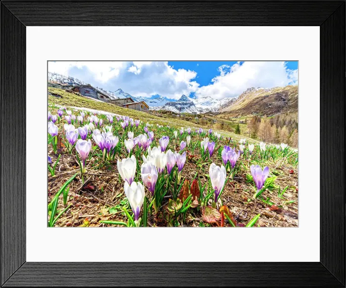 Framed Print : Crocus flowers with snowy peaks on background, Alpe Morone, San Sisto, Campodolcino, Valle Spluga, Valtellina, Lombardy, Italy Framed Print : Crocus flowers with snowy peaks on background, Alpe Morone, San Sisto, Campodolcino, Valle Spluga, Valtellina, Lombardy, Italy