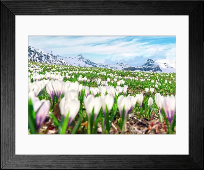 Framed Print : Snowcapped mountains surrounded by flowering meadows of crocus during spring bloom, Valle Spluga, Valtellina, Lombardy, Italy Framed Print : Snowcapped mountains surrounded by flowering meadows of crocus during spring bloom, Valle Spluga, Valtellina, Lombardy, Italy