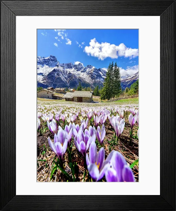 Framed Print : Blooming crocus flowers fields on mountain meadows in spring, Valmalenco, Sondrio province, Valtellina, Lombardy, Italy Framed Print : Blooming crocus flowers fields on mountain meadows in spring, Valmalenco, Sondrio province, Valtellina, Lombardy, Italy