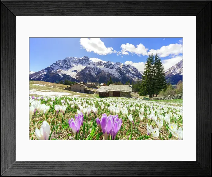 Framed Print : Mountain huts surrounded by crocus in bloom at spring, Barchi di San Giuseppe, Valmalenco, Sondrio, Valtellina, Lombardy, Italy Framed Print : Mountain huts surrounded by crocus in bloom at spring, Barchi di San Giuseppe, Valmalenco, Sondrio, Valtellina, Lombardy, Italy