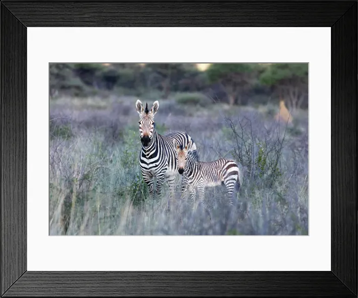 Framed Print : Hartmann's Mountain zebra, Okonjima Nature Reserve, Namibia, Africa Framed Print : Hartmann's Mountain zebra, Okonjima Nature Reserve, Namibia, Africa