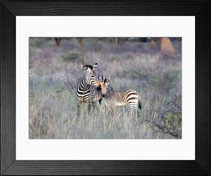 Framed Print : Mother & baby Hartmann's Mountain zebra, Okonjima Nature Reserve, Namibia, Africa Framed Print : Mother & baby Hartmann's Mountain zebra, Okonjima Nature Reserve, Namibia, Africa