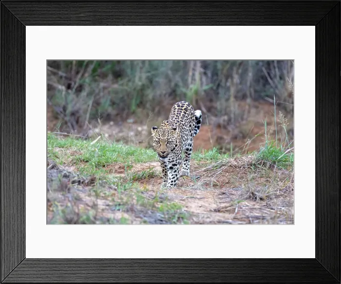 Framed Print : Leopard, Okonjima, Nature Reserve, Namibia, Africa Framed Print : Leopard, Okonjima, Nature Reserve, Namibia, Africa