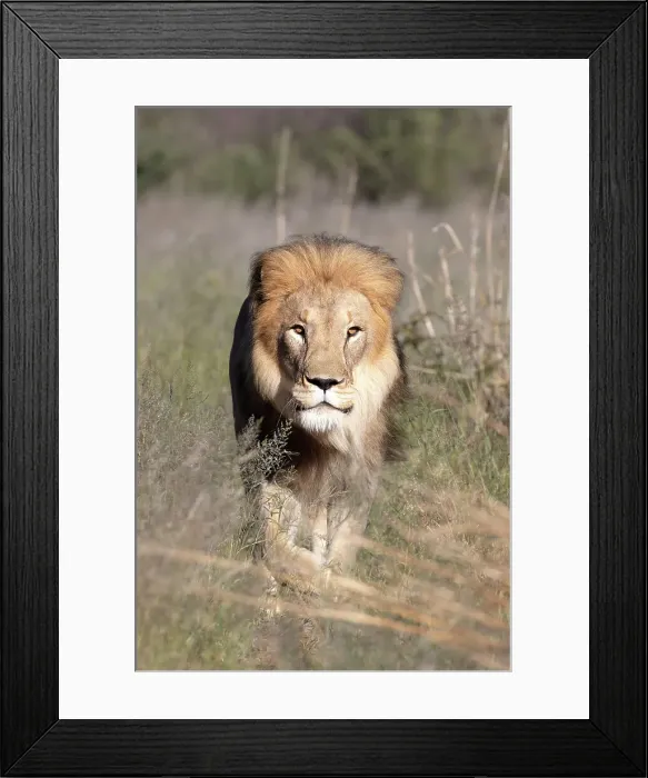 Framed Print : Male lion, Okonjima Nature Reserve, Namibia, Africa Framed Print : Male lion, Okonjima Nature Reserve, Namibia, Africa