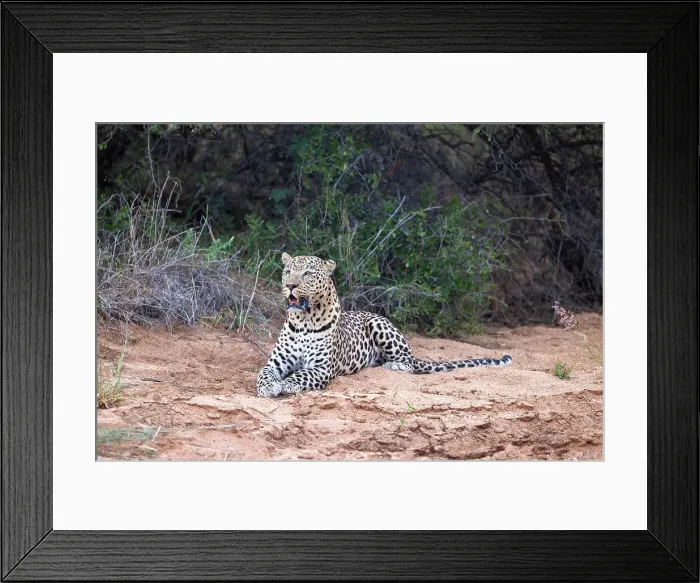 Framed Print : Leopard, Okonjima, Nature Reserve, Namibia, Africa Framed Print : Leopard, Okonjima, Nature Reserve, Namibia, Africa