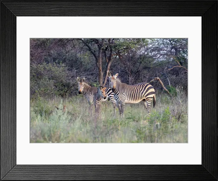 Framed Print : Hartmann's Mountain zebra, Okonjima Nature Reserve, Namibia, Africa Framed Print : Hartmann's Mountain zebra, Okonjima Nature Reserve, Namibia, Africa