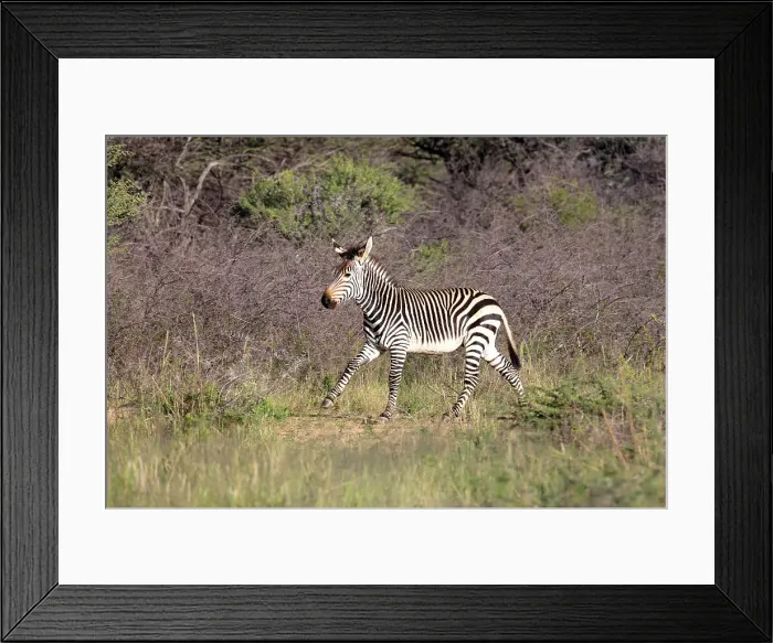 Framed Print : A young Hartmann's Mountain zebra, Okonjima Nature Reserve, Namibia, Africa Framed Print : A young Hartmann's Mountain zebra, Okonjima Nature Reserve, Namibia, Africa