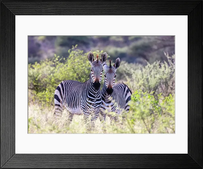 Framed Print : A pair of Hartmann's Mountain zebra, Okonjima Nature Reserve, Namibia, Africa