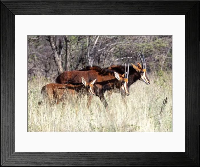 Framed Print : Sable antelope, Okonjima Nature Reserve, Namibia, Africa Framed Print : Sable antelope, Okonjima Nature Reserve, Namibia, Africa