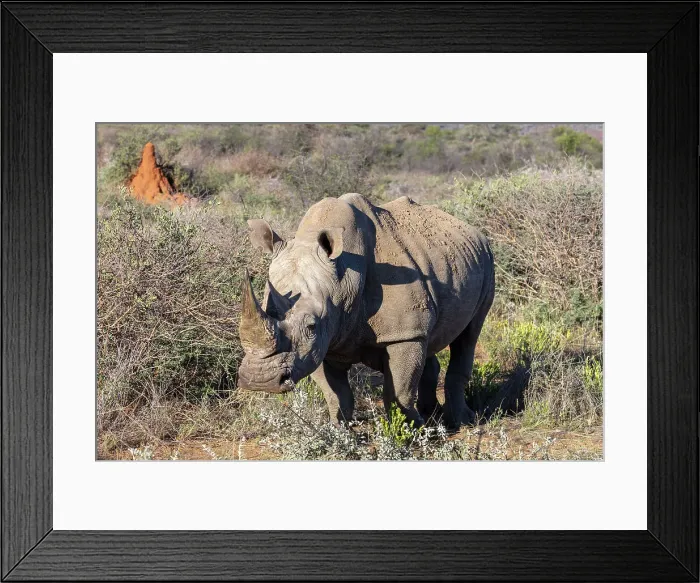 Framed Print : Southern White Rhinoceros, Okonjima Nature Reserve, Namibia, Africa Framed Print : Southern White Rhinoceros, Okonjima Nature Reserve, Namibia, Africa
