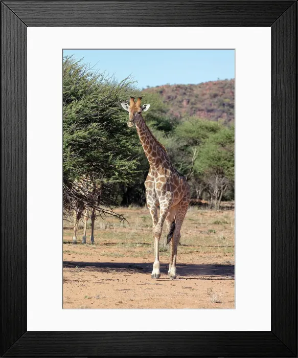 Framed Print : Giraffe, Okonjima Nature Reserve, Namibia, Africa Framed Print : Giraffe, Okonjima Nature Reserve, Namibia, Africa