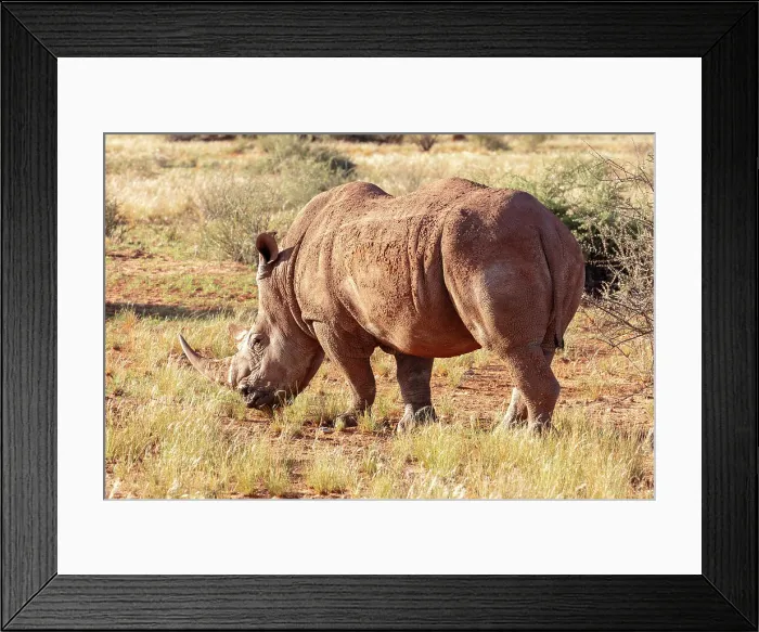 Framed Print : White rhinoceros, Bagatelle Kalahari Game Ranch, Namibia, Africa Framed Print : White rhinoceros, Bagatelle Kalahari Game Ranch, Namibia, Africa