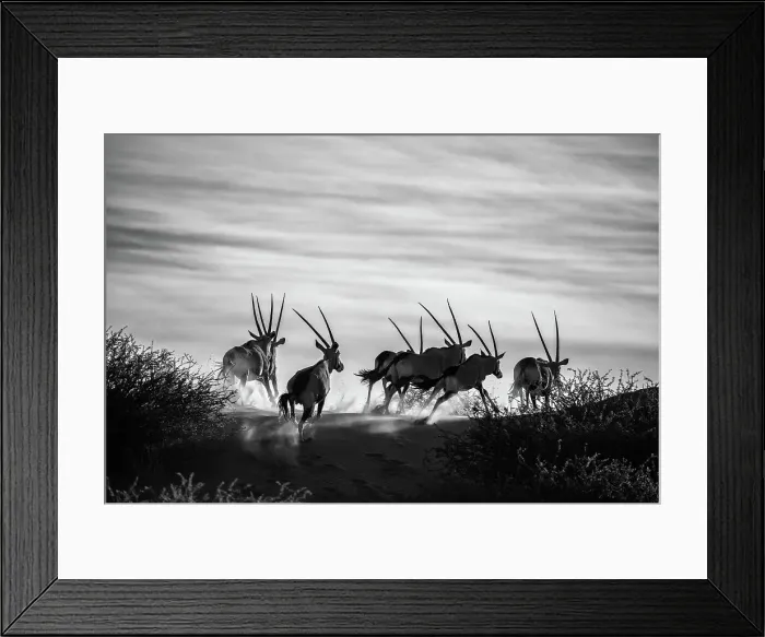 Framed Print : A herd of running Oryx, Bagatelle Kalahari Game Ranch, Namibia, Africa Framed Print : A herd of running Oryx, Bagatelle Kalahari Game Ranch, Namibia, Africa