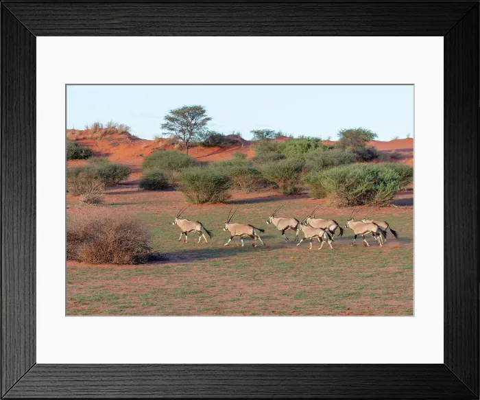 Framed Print : A herd of running oryx, Bagatelle Kalahari Game Ranch, Namibia, Africa Framed Print : A herd of running oryx, Bagatelle Kalahari Game Ranch, Namibia, Africa