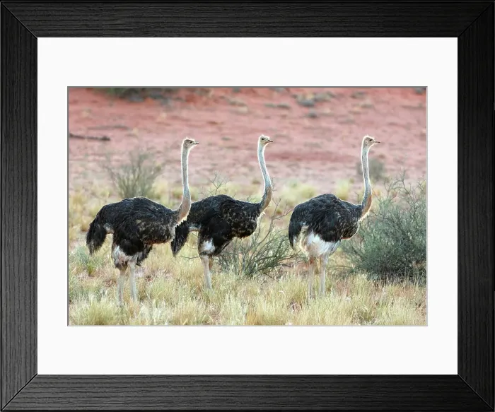 Framed Print : Ostriches, Bagatelle Kalahari Game Ranch, Namibia, Africa Framed Print : Ostriches, Bagatelle Kalahari Game Ranch, Namibia, Africa