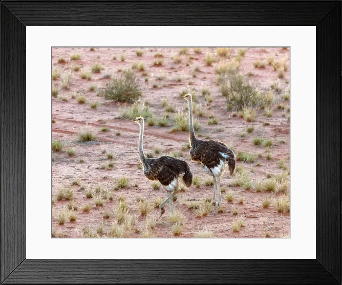 Framed Print : Ostriches, Bagatelle Kalahari Game Ranch, Namibia, Africa Framed Print : Ostriches, Bagatelle Kalahari Game Ranch, Namibia, Africa