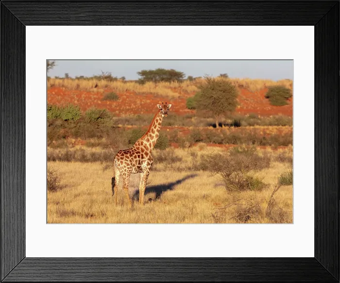 Framed Print : Giraffe, Bagatelle Kalahari Game Ranch, Namibia, Africa Framed Print : Giraffe, Bagatelle Kalahari Game Ranch, Namibia, Africa