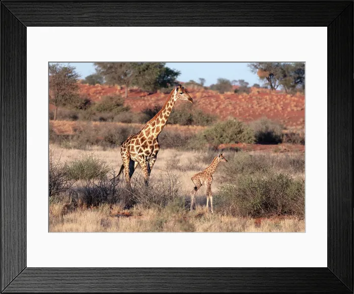 Framed Print : Mother & baby giraffe, Bagatelle Kalahari Game Ranch, Namibia, Africa Framed Print : Mother & baby giraffe, Bagatelle Kalahari Game Ranch, Namibia, Africa