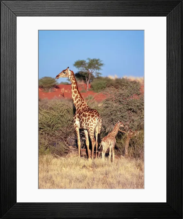 Framed Print : Mother & baby giraffe, Bagatelle Kalahari Game Ranch, Namibia, Africa Framed Print : Mother & baby giraffe, Bagatelle Kalahari Game Ranch, Namibia, Africa