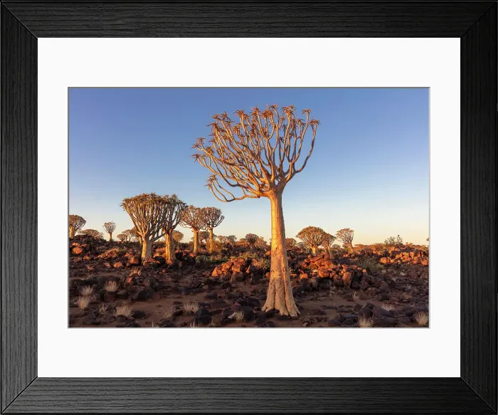 Framed Print : Quiver tree forest, Keetmanshoop, Namibia, Africa