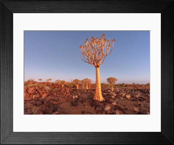 Framed Print : Quiver tree forest, Keetmanshoop, Namibia, Africa Framed Print : Quiver tree forest, Keetmanshoop, Namibia, Africa