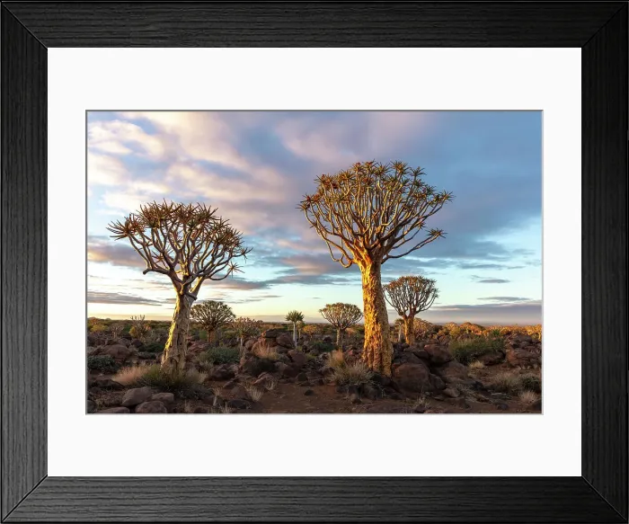 Framed Print : Quiver tree forest, Keetmanshoop, Namibia, Africa Framed Print : Quiver tree forest, Keetmanshoop, Namibia, Africa
