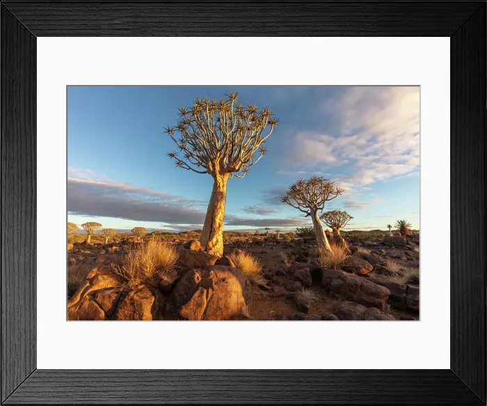 Framed Print : Quiver tree forest, Keetmanshoop, Namibia, Africa