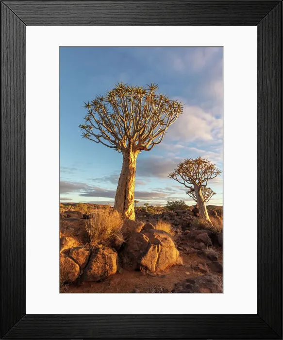 Framed Print : Quiver tree forest, Keetmanshoop, Namibia, Africa Framed Print : Quiver tree forest, Keetmanshoop, Namibia, Africa
