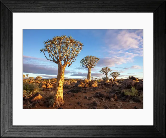 Framed Print : Quiver tree forest, Keetmanshoop, Namibia, Africa Framed Print : Quiver tree forest, Keetmanshoop, Namibia, Africa