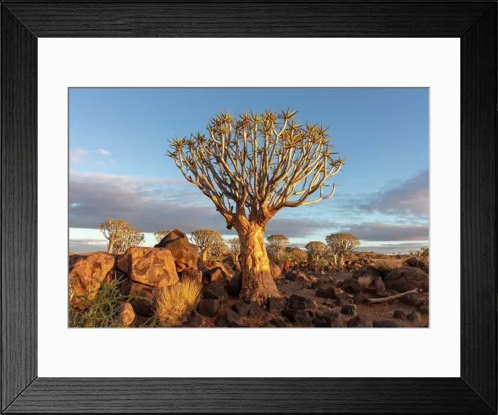 Framed Print : Quiver tree forest, Keetmanshoop, Namibia, Africa Framed Print : Quiver tree forest, Keetmanshoop, Namibia, Africa