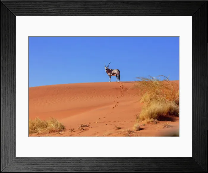 Framed Print : Oryx on a red sand dune, , Wolwedans, NamibRand Nature Reserve, Namibia, Africa Framed Print : Oryx on a red sand dune, , Wolwedans, NamibRand Nature Reserve, Namibia, Africa