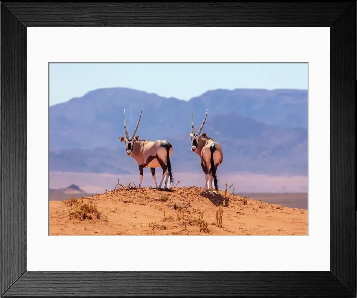 Framed Print : A pair of Oryx, Wolwedans, NamibRand Nature Reserve, Namibia, Africa Framed Print : A pair of Oryx, Wolwedans, NamibRand Nature Reserve, Namibia, Africa