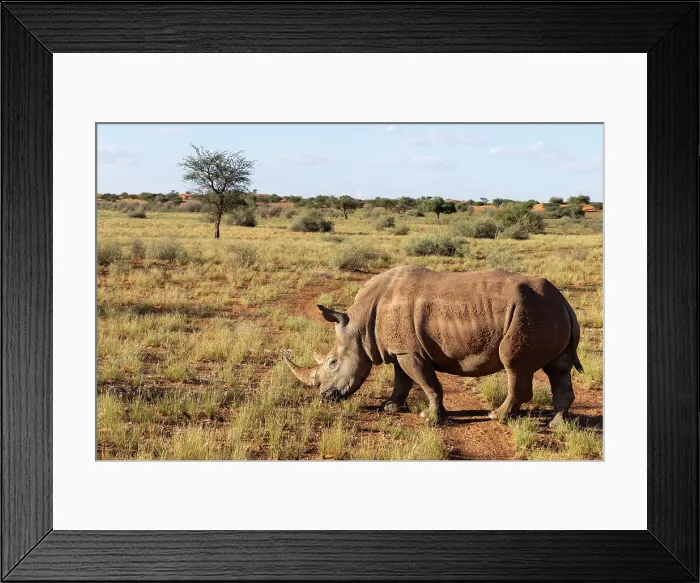 Framed Print : White rhinoceros, Bagatelle Kalahari Game Ranch, Namibia, Africa Framed Print : White rhinoceros, Bagatelle Kalahari Game Ranch, Namibia, Africa