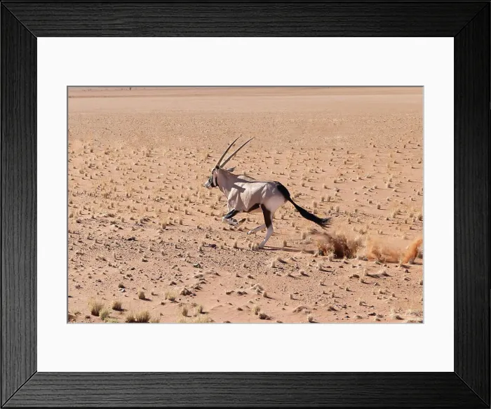 Framed Print : Running Oryx, Namibia, Africa Framed Print : Running Oryx, Namibia, Africa