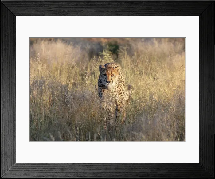 Framed Print : Cheetah, Okonjima Nature Reserve, Namibia, Africa Framed Print : Cheetah, Okonjima Nature Reserve, Namibia, Africa