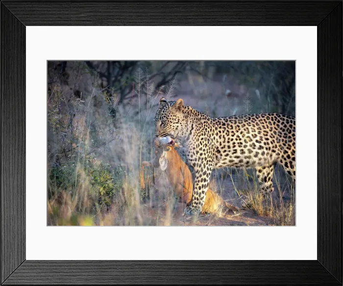 Framed Print : A female Leopard, carrying its prey, Okonjima, Nature Reserve, Namibia, Africa Framed Print : A female Leopard, carrying its prey, Okonjima, Nature Reserve, Namibia, Africa