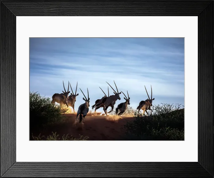 Framed Print : A herd of running Oryx, Bagatelle Kalahari Game Ranch, Namibia, Africa Framed Print : A herd of running Oryx, Bagatelle Kalahari Game Ranch, Namibia, Africa