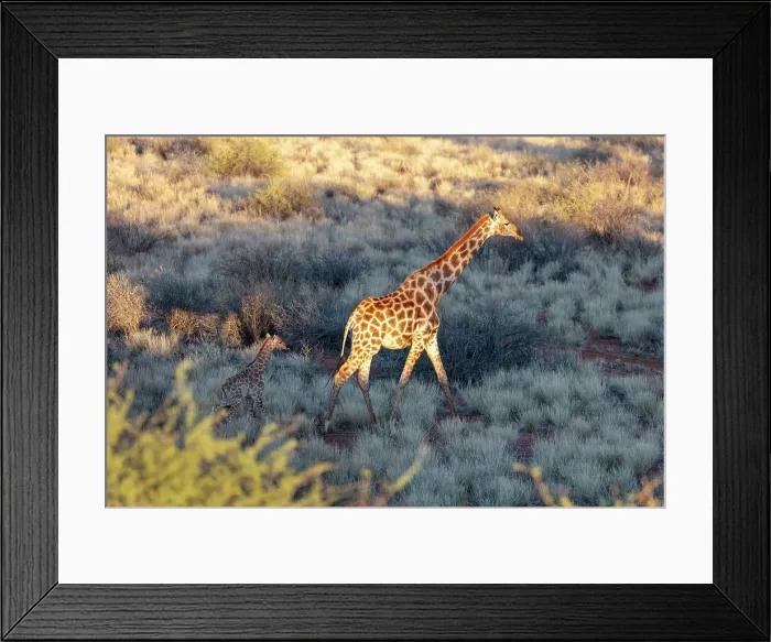 Framed Print : Mother & baby giraffe, Bagatelle Kalahari Game Ranch, Namibia, Africa Framed Print : Mother & baby giraffe, Bagatelle Kalahari Game Ranch, Namibia, Africa