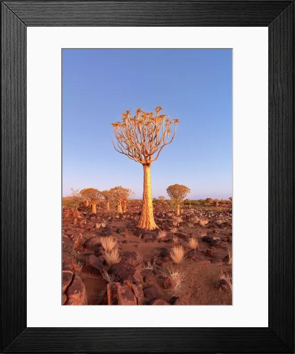 Framed Print : Quiver tree forest, Keetmanshoop, Namibia, Africa