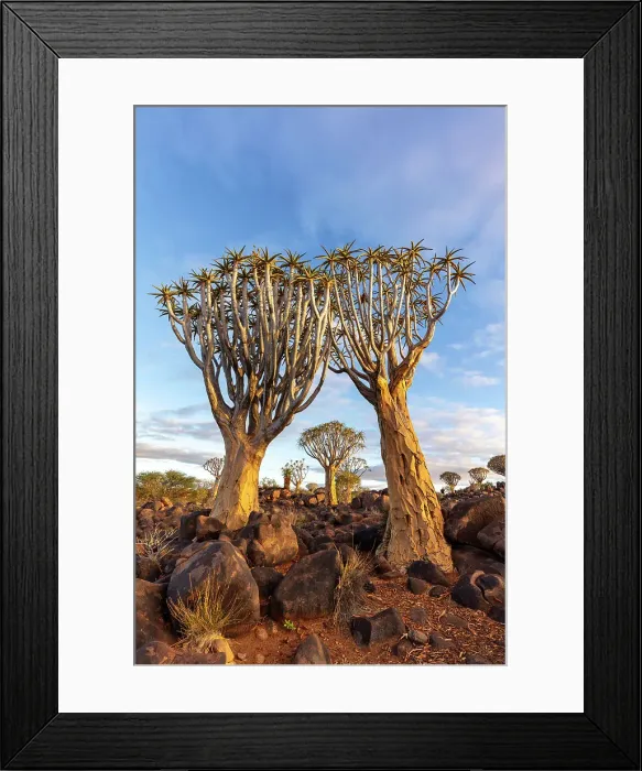 Framed Print : Quiver tree forest, Keetmanshoop, Namibia, Africa Framed Print : Quiver tree forest, Keetmanshoop, Namibia, Africa