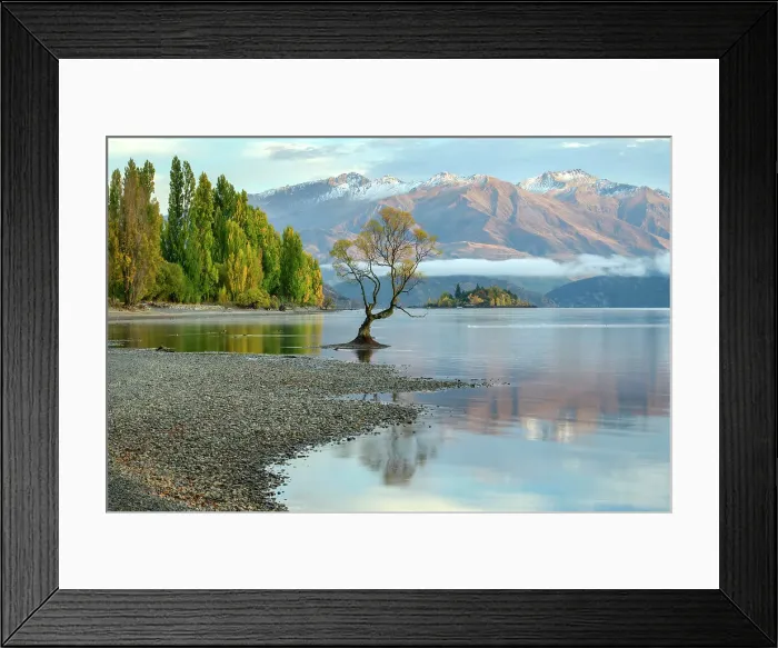Framed Print : New Zealand, South Island, Wanaka, Wanaka Tree Framed Print : New Zealand, South Island, Wanaka, Wanaka Tree