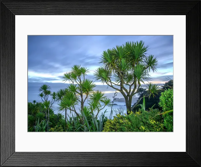 Framed Print : New Zealand, South Island, West Coast, Westport, Cape Foulwind, Cabbage Tree Framed Print : New Zealand, South Island, West Coast, Westport, Cape Foulwind, Cabbage Tree